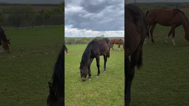 Молодняк на продажу imperial horses moscow смотреть онлайн