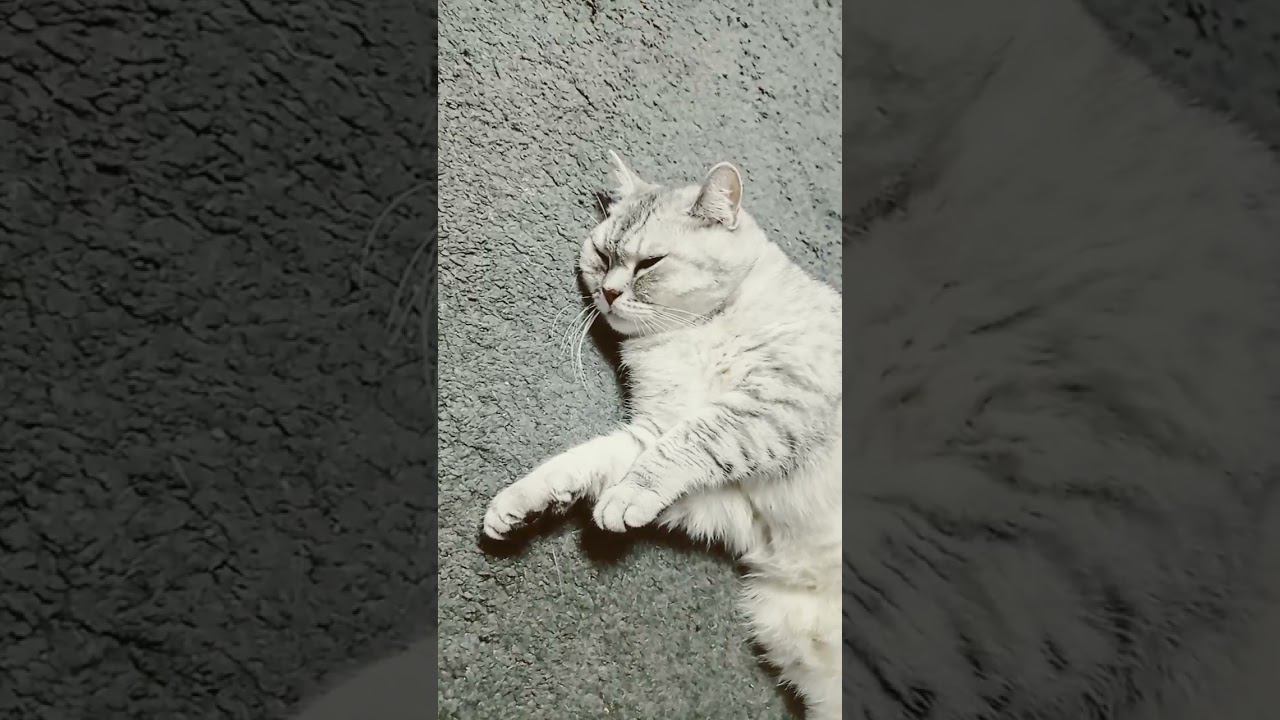 #shorts #рекомендации #коттитар #лайки #подписки #котики #котята #милота #whiskas #кот смотреть онлайн