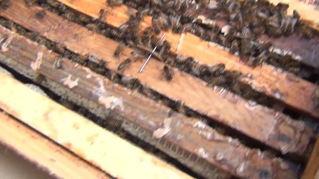 Зимовка пчел в ульях из ППС. Зимовка на сетчатом дне. Изготовление новых ульев из ППС. Пчелы зимой смотреть онлайн
