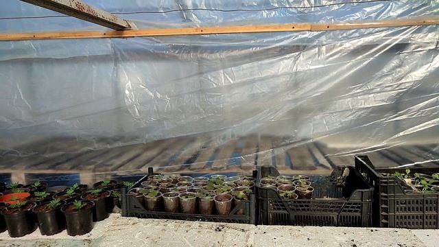 Рассада на продажу: пикируем, сеем смотреть онлайн