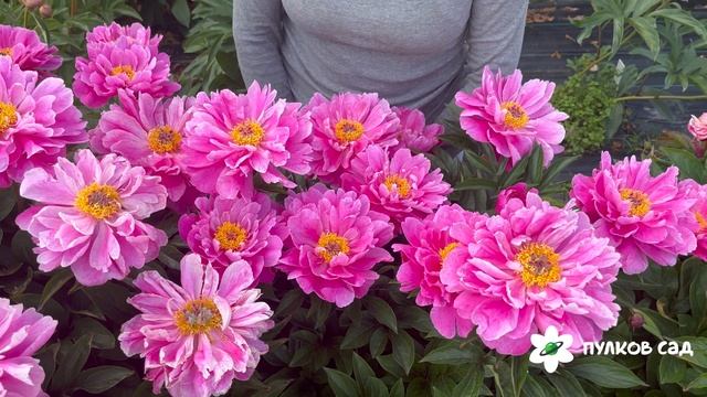 Nice Gal peony. Найс Гал пион. Пулков сад смотреть онлайн