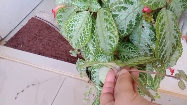 Epicsia/Flame Violet Plant Care In Malayalam/Hanging Plant Varieties/How To Get More Flowers