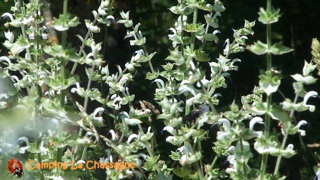 Blauw Zwarte Houtbij Op Natuurcamping La Chassagne Nabij Ronnet, Frankrijk