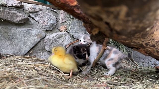 Two ducklings live in the family of a mother cat and her kittens смотреть онлайн