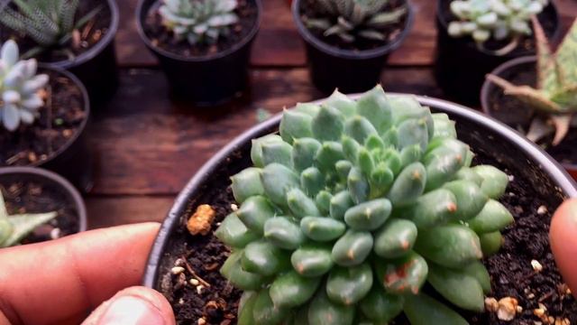 Como Reproducir ECHEVERIA SETOSA VAR. DEMINUTA (BIEN EXPLICADO) смотреть онлайн