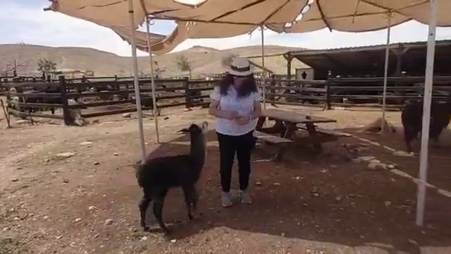 Alpacas farm. альпаки в Мицпе Рамон.#funnyanimalss #lifeisrael смотреть онлайн