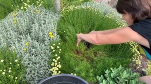 САНТОЛИНА/ ЦВЕТЕНИЕ /ЛЕТНЯЯ ОБРЕЗКА / УХОД