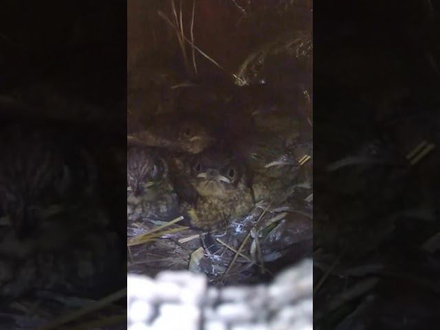 Птенцы откликаются на голос матери смотреть онлайн