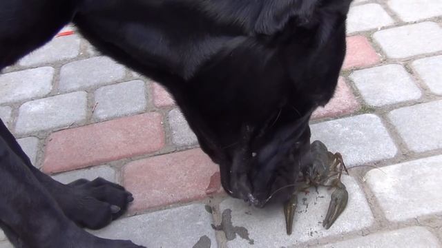 Собака Кане Корсо Деррек и речные раки. #canecorso смотреть онлайн