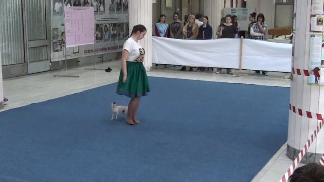 Становова Полина и чихуа Боник "Донская Весна 2016" 24.04.2016 смотреть онлайн