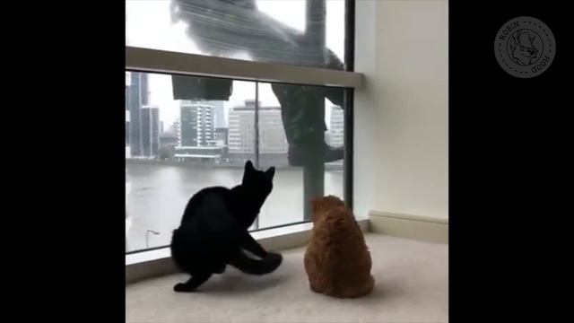 ПРИКОЛЫ 2017 с животными. Смешные Коты, Собаки, Попугаи // Funny Dogs Cats Compilation. Март №62 смотреть онлайн