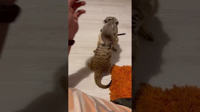 Нападение суриката на человека ?? смотреть онлайн