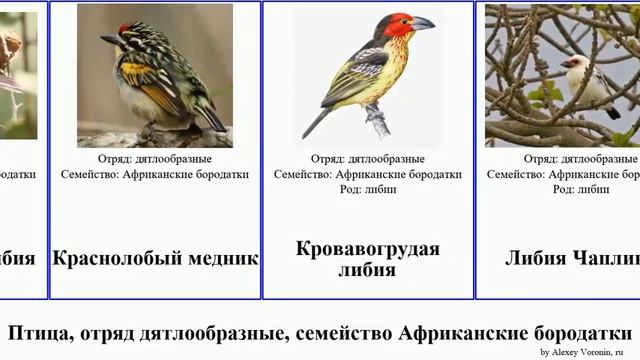 Птица, отряд дятлообразные, семейство Африканские бородатки либия медник трахифонус букканодон смотреть онлайн