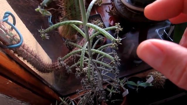 Buds On My Kalanchoe Tubiflora & Kalanchoe Daigremontiana Succulent Plants