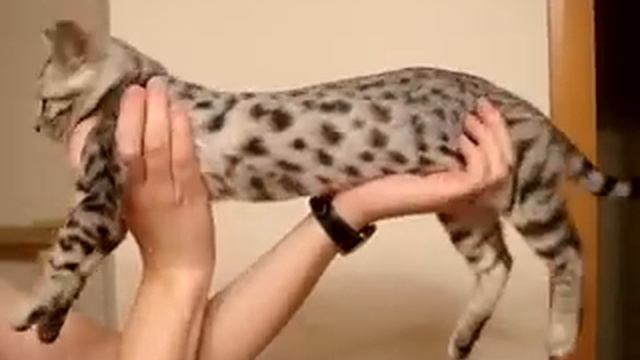 кошка бенгальская смотреть онлайн