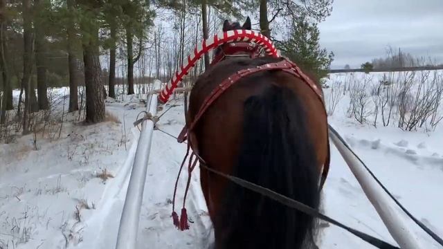 Приключения бояр в конном клубе Медведица смотреть онлайн