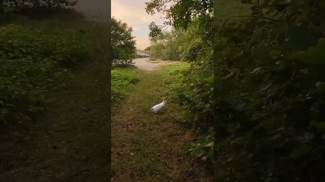 Глэмпинг Поляна в Калининграде (Куршская Коса) | Трипинглэмп смотреть онлайн