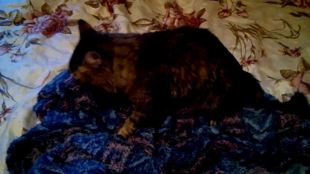 Кот трахает плед