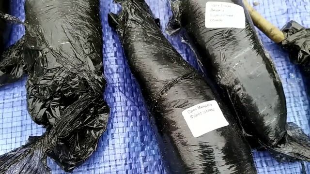 Сады Буковины.Распаковка посылки с саженцами. смотреть онлайн