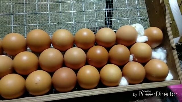 Куры породы Ломан Браун. Несушки. От яйца до взрослой курицы. Инкубатор блиц. смотреть онлайн