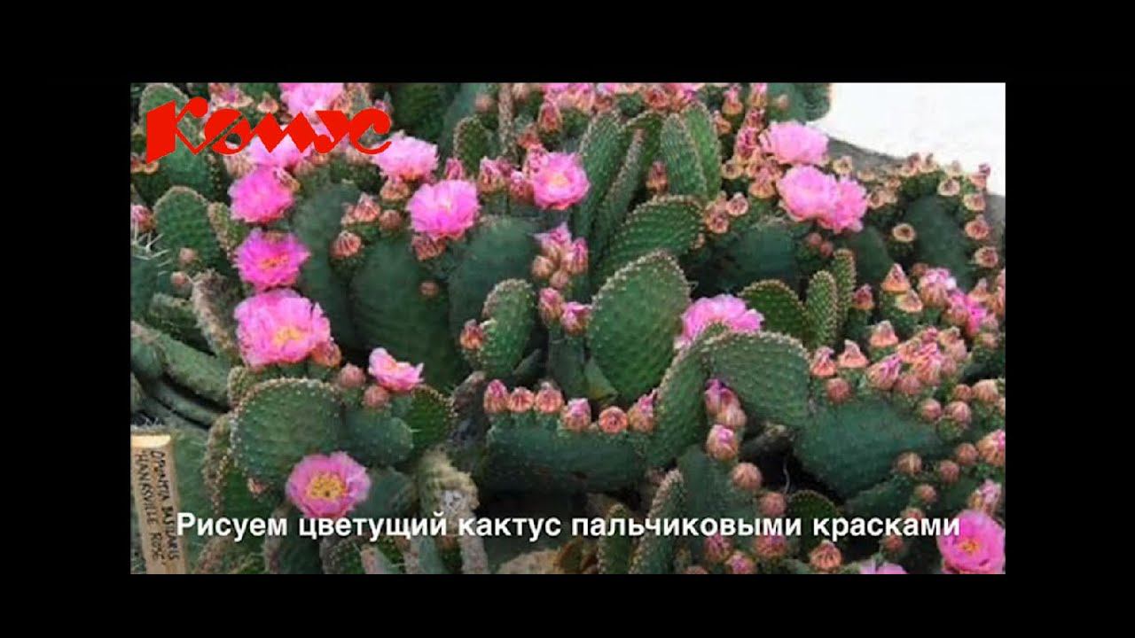 Мастер-класс Рисуем цветущий кактус пальчиковыми красками смотреть онлайн