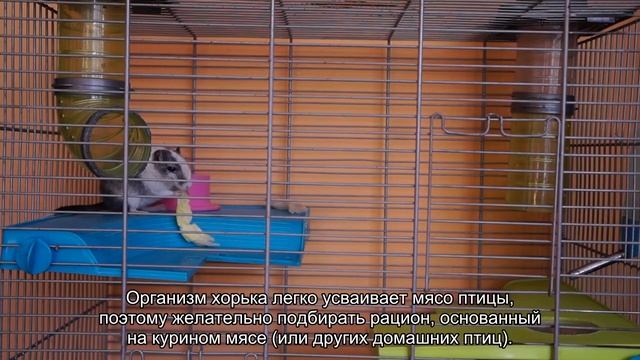 Кормление хорька сухим кормом смотреть онлайн
