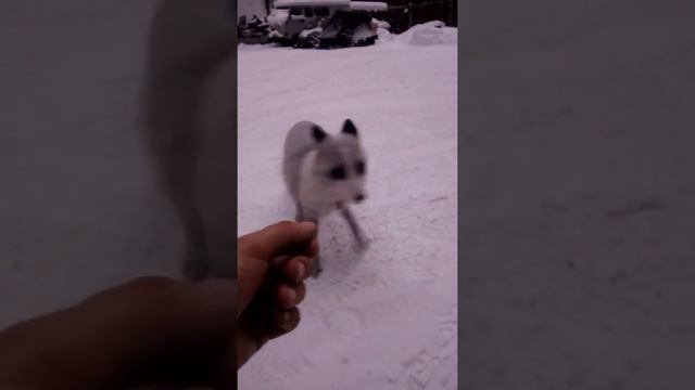 Писец.насал на сало)))) смотреть онлайн