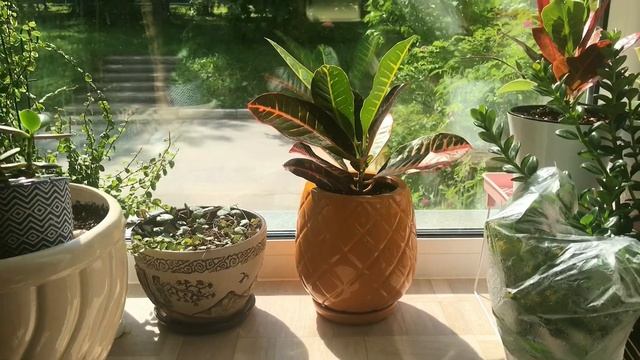 ?Новинки из Ozon-а и Сима-ленда?цветочный хваст? смотреть онлайн