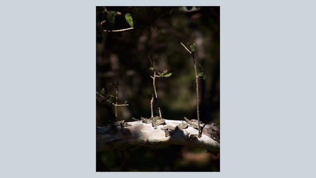 RGB...E? This quirky old Sony F-828 with an eight megapixel CCD is impressive смотреть онлайн