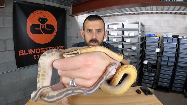 BALL PYTHON MORPH GENETICS for DUMMIES: Allelic Combos/Complexes смотреть онлайн