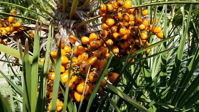 СОЧИ: плоды пальмы | Жизнь на Юге смотреть онлайн