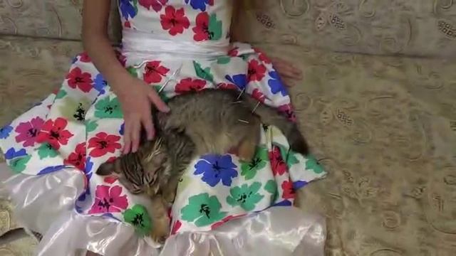 девочка лечит кошку иглоукалыванием смотреть онлайн