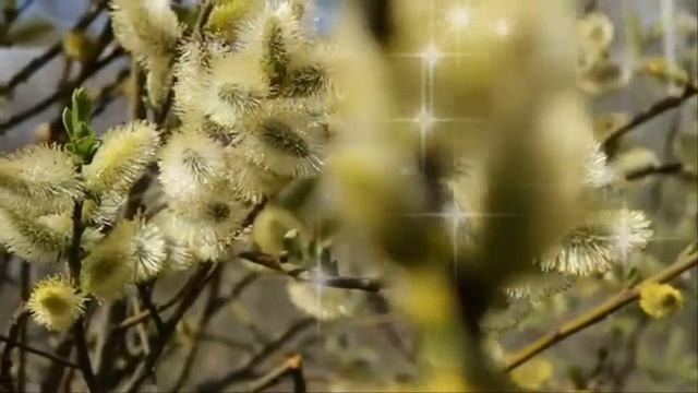 Вера Царева РАСТАЕТ СНЕГ сл Ю Осиян, муз О Залозный смотреть онлайн