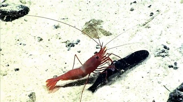 Deep Sea Shrimp Eats Fish смотреть онлайн