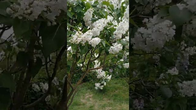 Белая сирень