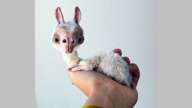 Милые и странные куклы Анны Назаренко, созданные с помощью 3D-принтера смотреть онлайн