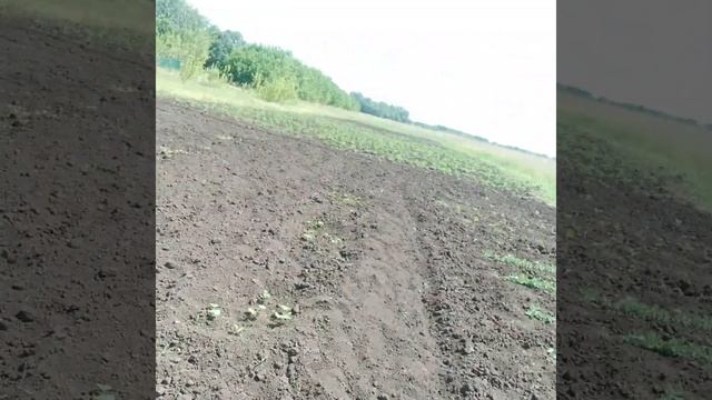 домик для пчёл. россети не выполняют свои обязанности,уволить. смотреть онлайн