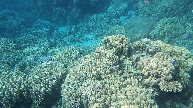 TUI Blue Coral Sea 2024 смотреть онлайн