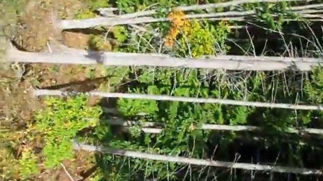 Буковель летом смотреть онлайн