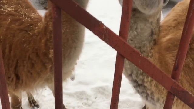 Говорящая Лама Гуанако смотреть онлайн