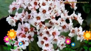 Бадан сердцелистный Зильберлихт. Краткий обзор, описание bergenia cordifolia Silberlicht