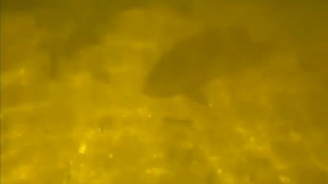подводная-охота-на-волге.wmv смотреть онлайн