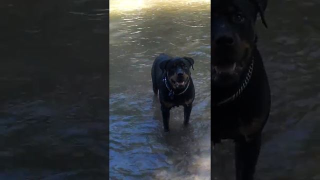 Caboose the rotti and the rock game смотреть онлайн