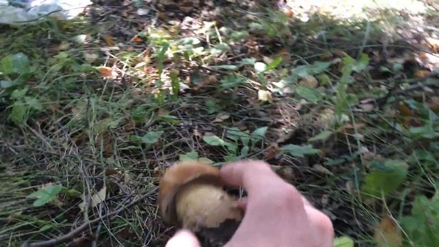 Белые грибы Подмосковья смотреть онлайн