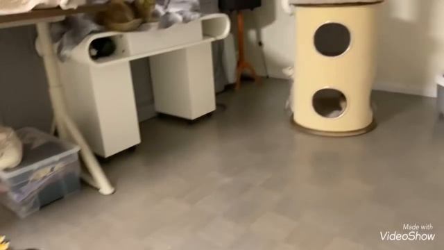 Барни и Котята??А Папа в трусилях ? Кошки ревнуют к Барни /Кот Барс любимый ?Olga Kirchgessner смотреть онлайн