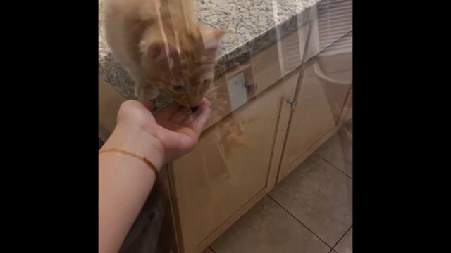 Jengo смотреть онлайн