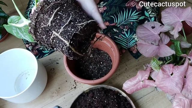 Repotting Plants: A Guide For Beginners/Speaking Nepali/Cutecactuspot UK