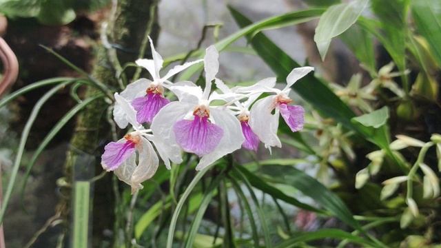 Выставка орхидей в Праге. Orchid Exhibition in Prague. смотреть онлайн