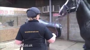 How to collect semen from a stallion