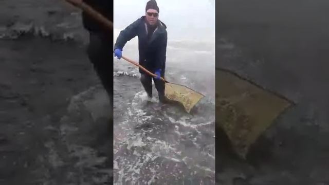 Вот так ловят мойву смотреть онлайн